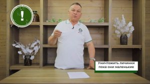 ШЕЛКОПРЯД на деревьях! Уничтожьте личинки этого вреди
