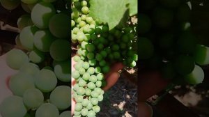 Супер нагрузка на виноград тан 42 Курчанский