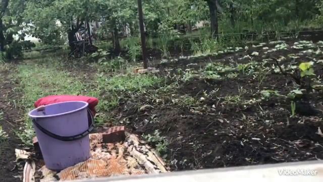 Моя любимая ДАЧА! Первая черешня. Чеснок растёт хорошо