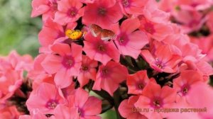 Флокс метельчатый Виндзор (phlox paniculata windsor) 🌿 обзор: как
