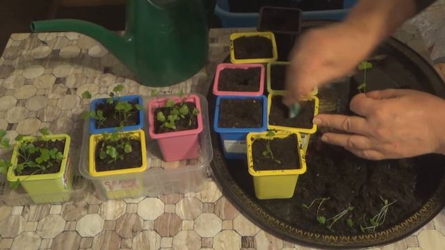 Пикировка корневого сельдерея смотреть онлайн