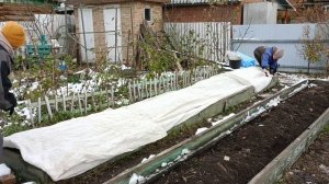 Как укрыть виноград на зиму в Сибири.