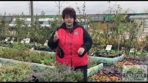 КОТОВНИК. ПРОДОЛЖАЕМ ПОДГОТОВКУ РАСТЕНИЙ К ЗИМЕ.