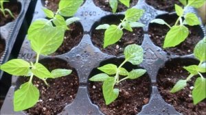 САМЫЕ ЛУЧШИЕ ПОДКОРМКИ ПЕРЦА ПОСЛЕ ПИКИРОВКИ. РАССАДА