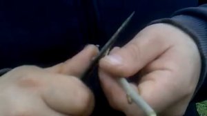 Прививка Тутовника (Шелковица)