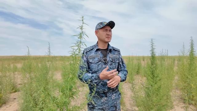 Чуйская долина в Казахстане: сколько она существует и смотреть онлайн