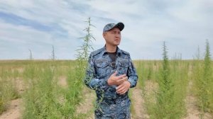 Чуйская долина в Казахстане: сколько она существует и