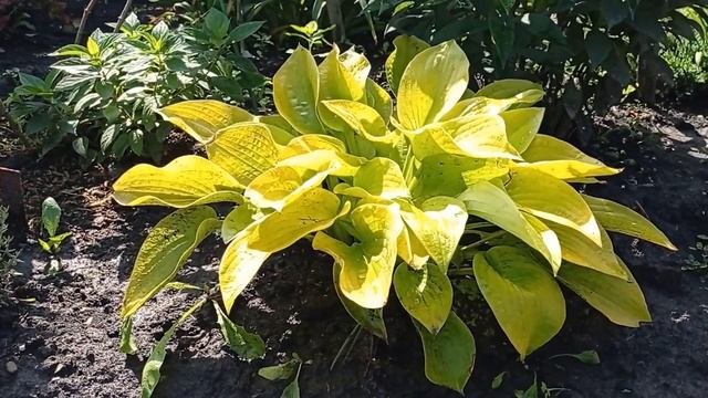 хоста Lipstick Blonde (пересорт)