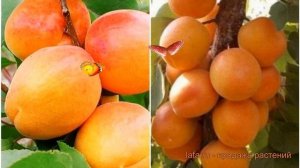 Абрикос плодовый Ульянихинский-Алеша 🌿 обзор: как са?