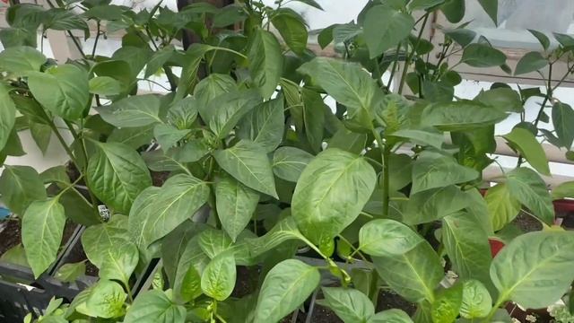 🏡 Vlog.У нас опять зима! Сею базилик, укроп, петрушку, ог?