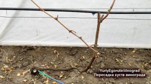 🍇 Как пересадить взрослый куст винограда!