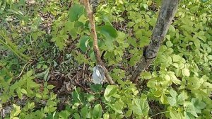 🌳 Сажаю Иву Американскую. Обновляю лес! Укрепляю бере