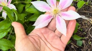 Андромеда Клематис, июнь 2025