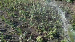 Лук чеснок Рокамболь выращивание. Полезное