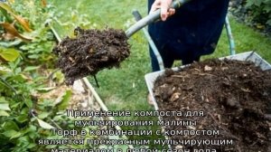 Мульчирование малины