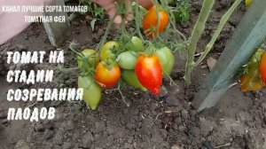 ТОМАТ ЛЕГЕНДА ТАРАСЕНКО Кистевой супер урожайный вос?