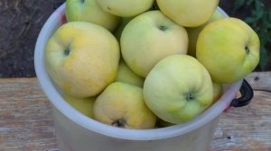 Сорт яблони Золотое летнее (Антоновка золотая)
