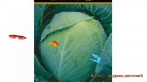 Капуста белокочанная Универс F1 (univers-f1) 🌿 обзор: как са