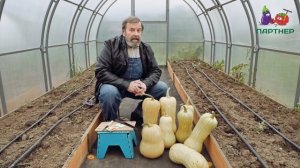 200% МЯСИСТОСТИ! ЭТО ТЫКВА МАТИЛЬДА F1