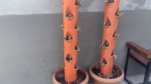 Вертикальное Выращивание Kлубники