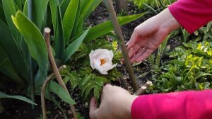 (7 мая ) САД ВЕСНОЙ | ВЕСЕННИЙ САД ЦВЕТЕТ |  РЕДКИЕ растен