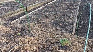 СТОИТ ЛИ УКРЫВАТЬ АГРОСПАНОМ КЛУБНИКУ ВЕСНОЙ? //ВАЦАП 8