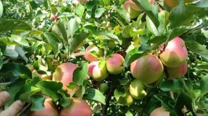 Яблоня Чемпион