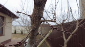 Как отличить ростовые почки от плодовых на деревьях. К