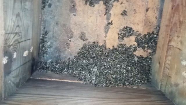 Погибли пчёлы,проведём анализ!Авария у друга на пасек? смотреть онлайн