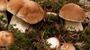 Выращивание Белых грибов боровиков в домашних услови?