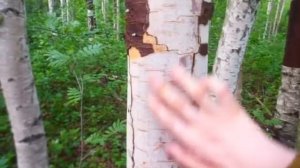 Как правильно собирать бересту