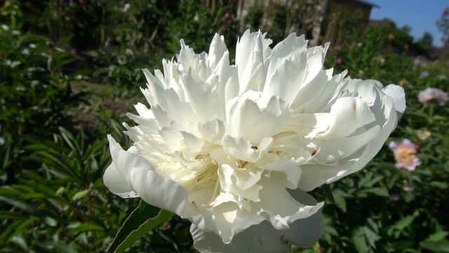 Пион ВИКТОРИЯ - Скакодуб А.А., . смотреть онлайн