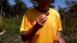 Первый урожай клубники сорта Бурбон