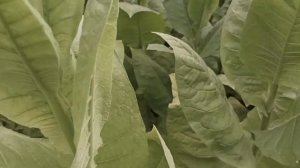 Обзор посадок ТАБАКА | Определяем спелость листьев+ со