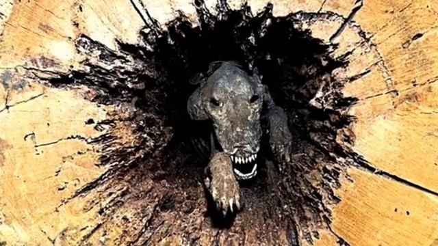 Лесоруб срубил старое дерево. Заглянув в ствол дерева смотреть онлайн