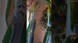 Питахайя (драконий фрукт), выращиваем дома