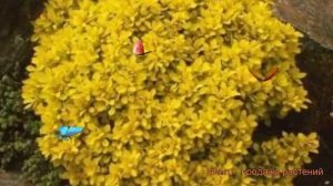 Барбарис тунберга Голдалита (goldalita) 🌿 обзор: как сажат