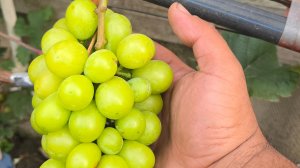 Поэтапная схема работы с виноградом Шайн Мускат