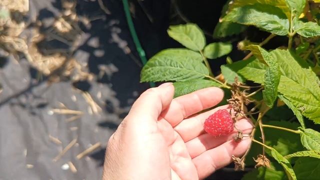 Ежевика Коламбия Гигант, сигналка малины Каскад Делай смотреть онлайн