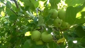 Моя яблоня Уральское наливное
