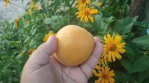 Абрикоси Гіганти :) Сорт Джумбо Кот Врожай 2024 року