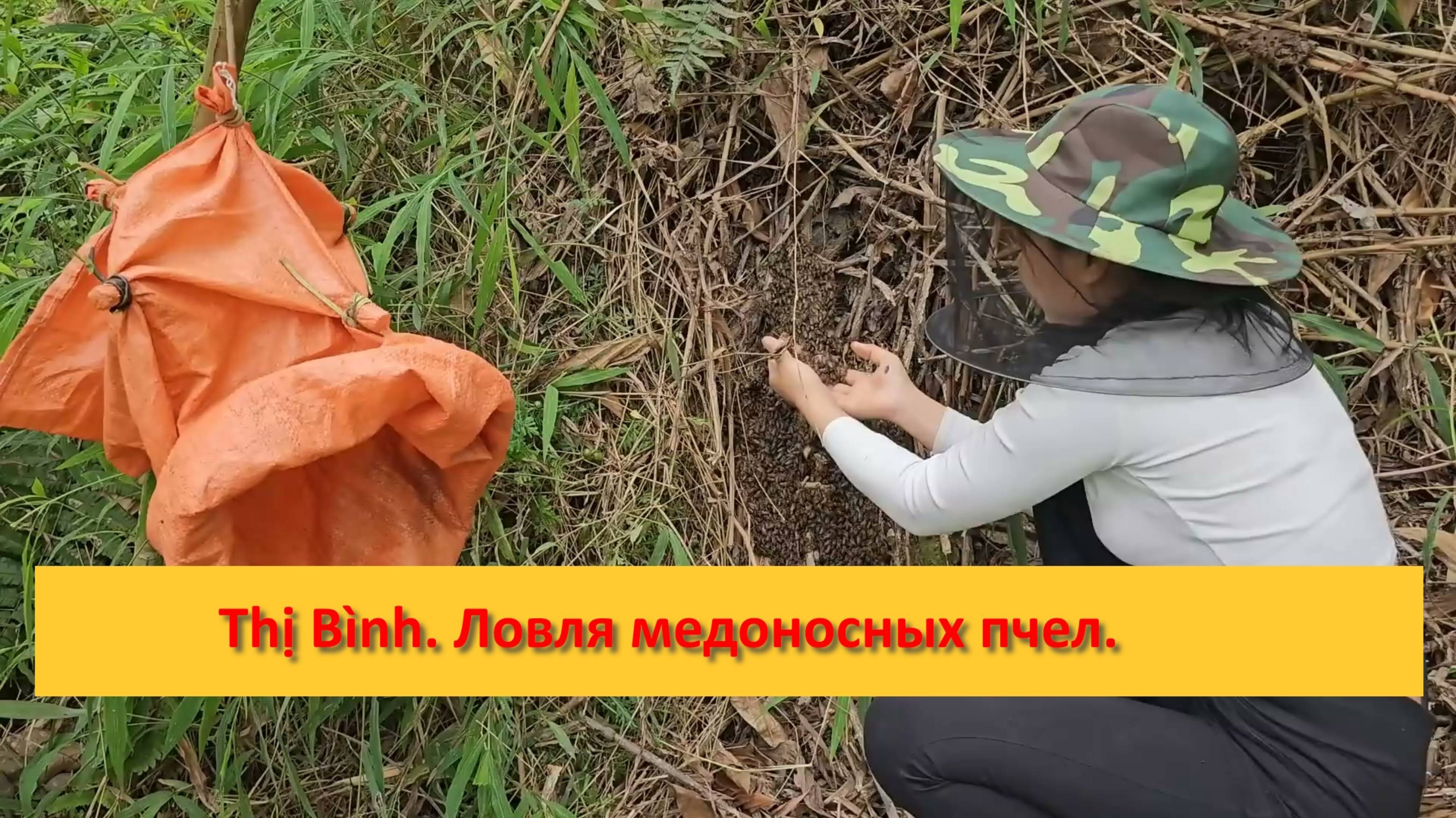 Thị Bình. Ловля медоносных пчел.