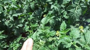 Томаты Демидов и Настенька выращиваю на грядке - ЛЕНИВ