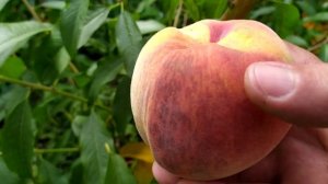 Персик Лаурол
