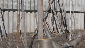 Прививка персика веткой за кору на сливу  2024 март .