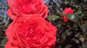 Роза плетистая Майнтауэр | Плетистая роза Майнтауэр: о