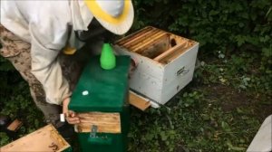 Два роя в один улей. Как объединить две пчелиные семьи