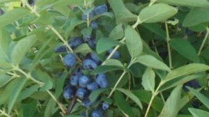 Канадская жимолость Тундра