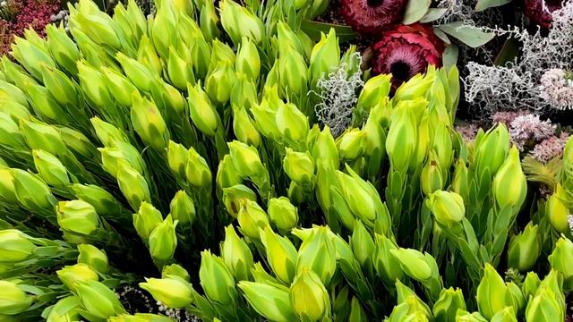 Челси 2024 -  Chelsea Flower Show 2024 Part  1 - Выставка Цветов В Челси