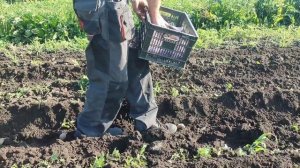 Посадка картофеля под окучник мотоблоком МТЗ-05